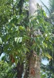 Syngonium podophyllum