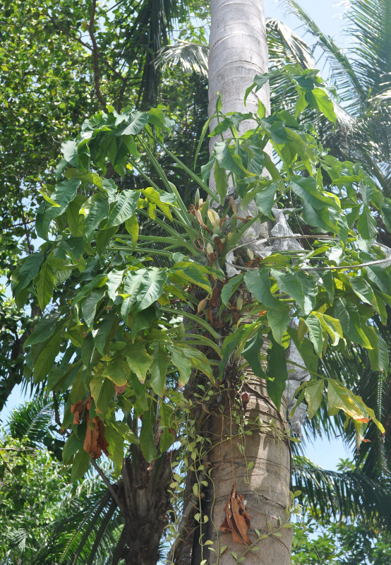 Изображение особи Syngonium podophyllum.