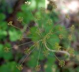 Image of taxon representative. Author is Сергей Наумов