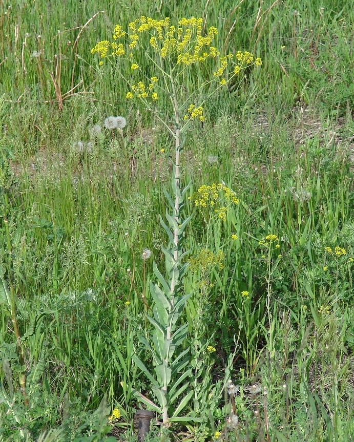 Image of genus Isatis specimen.