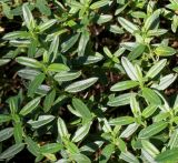 Helianthemum variabile