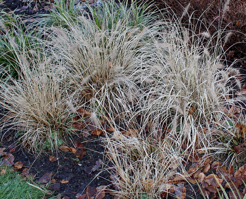 Image of Pennisetum alopecuroides specimen.