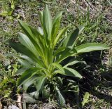 Digitalis lanata