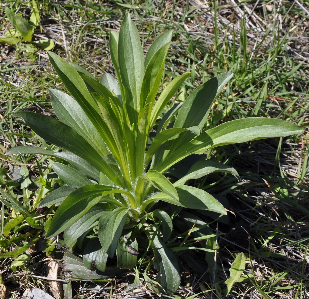 Изображение особи Digitalis lanata.