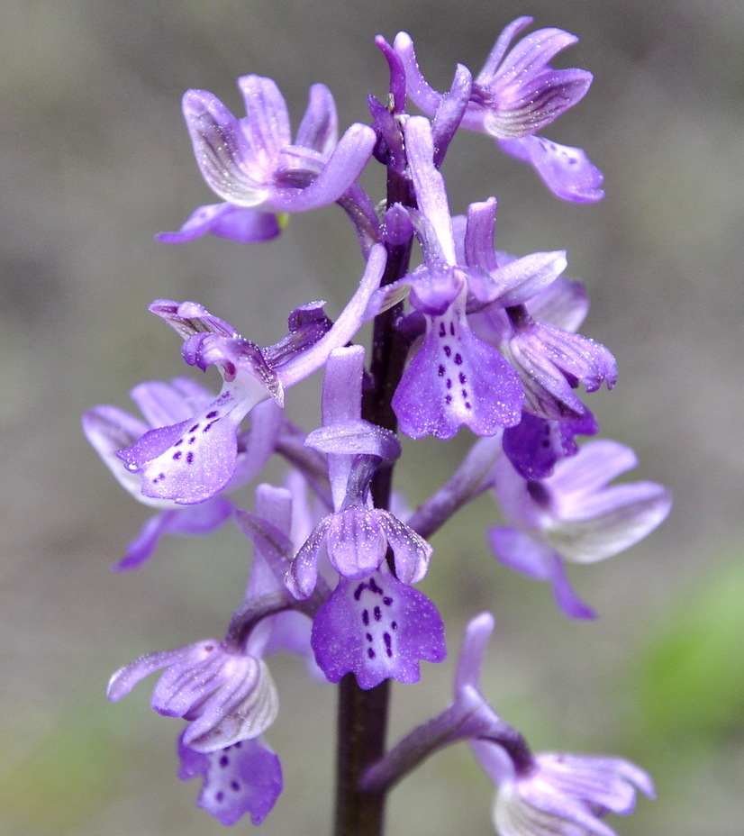 Изображение особи Anacamptis morio ssp. caucasica.