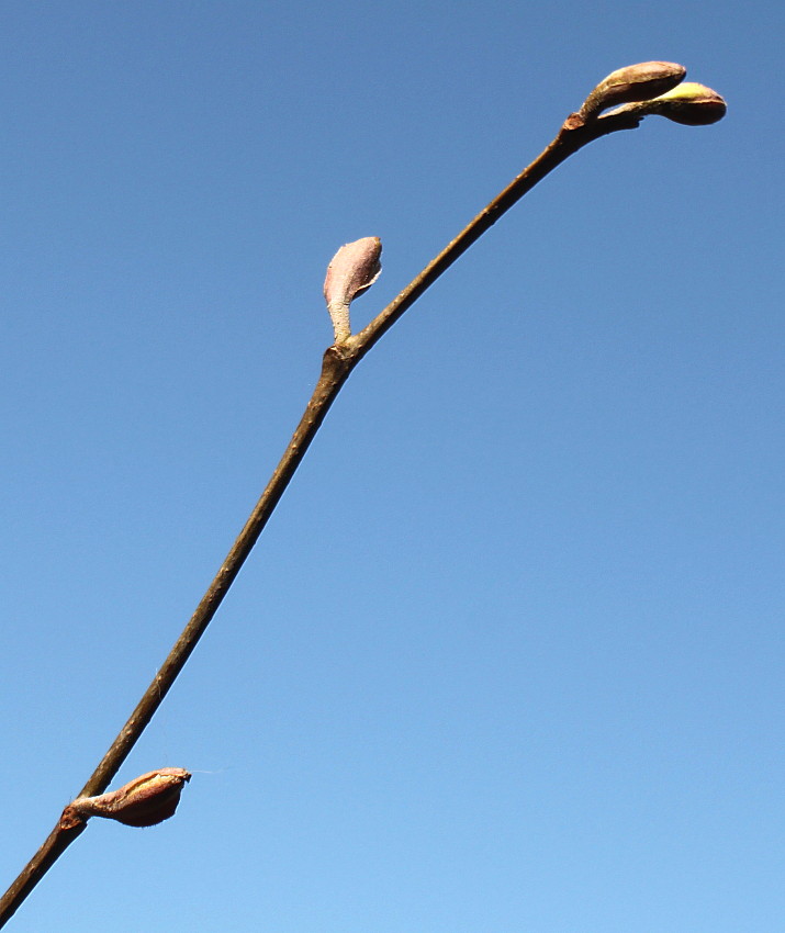 Изображение особи Alnus incana ssp. rugosa.