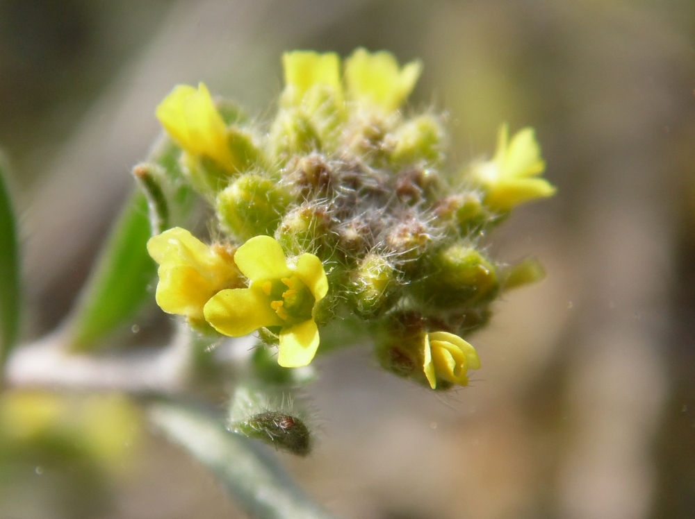 Изображение особи Alyssum turkestanicum var. desertorum.