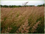 Calamagrostis epigeios. Заросль цветущих растений. Чувашия, окр. г. Шумерля, ст. Кумашка, Соколова поляна. 9 июля 2009 г.