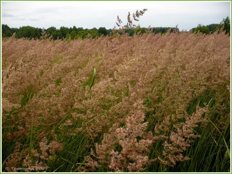 Изображение особи Calamagrostis epigeios.