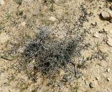 Noaea mucronata