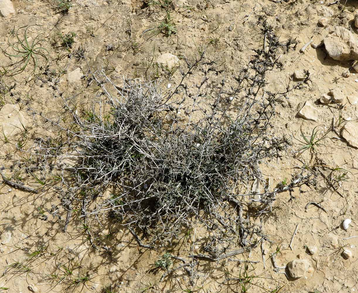 Image of Noaea mucronata specimen.