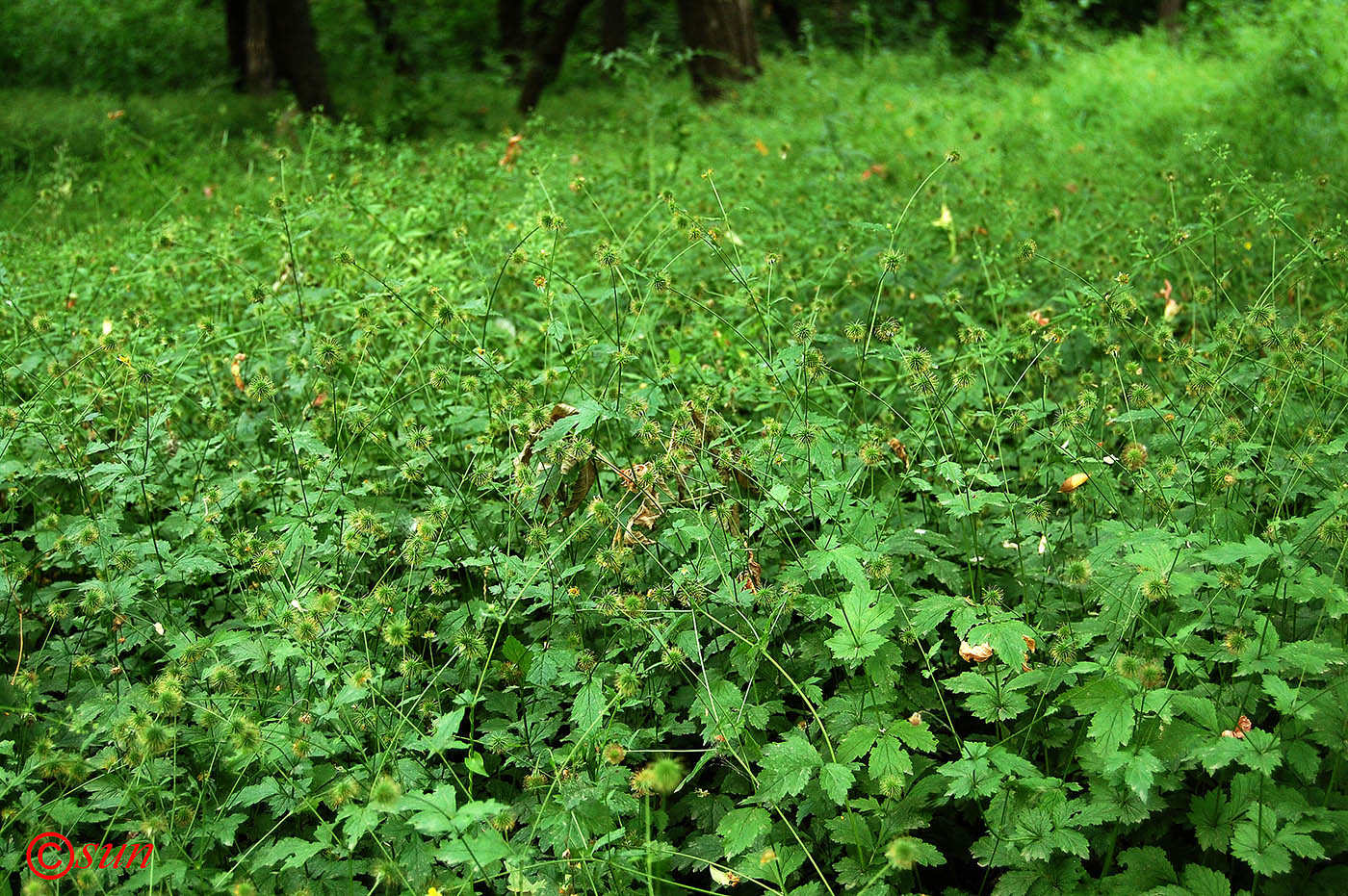 Изображение особи Geum urbanum.