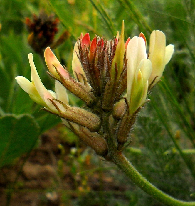 Изображение особи Astragalus reduncus.