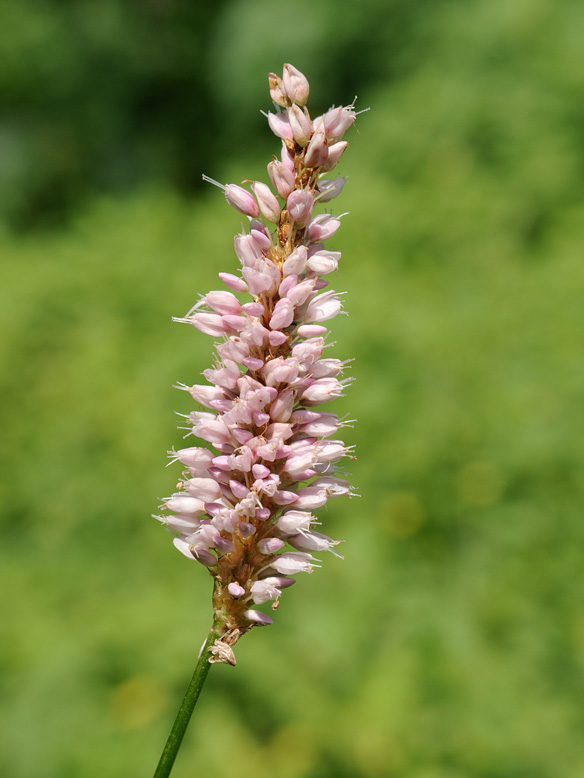 Изображение особи Bistorta officinalis.