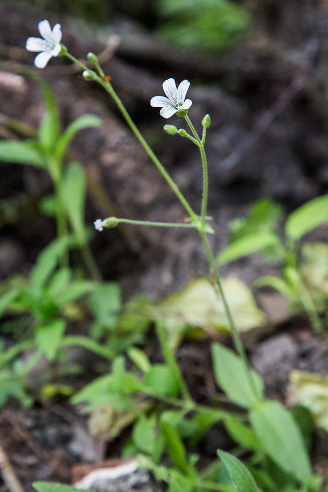 Изображение особи Cerastium pauciflorum.