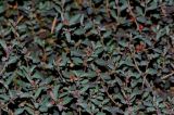Atriplex semibaccata. Верхушки побегов с соцветиями и соплодиями. Израиль, Шарон, г. Герцлия, старые приморские дюны. 01.05.2014.