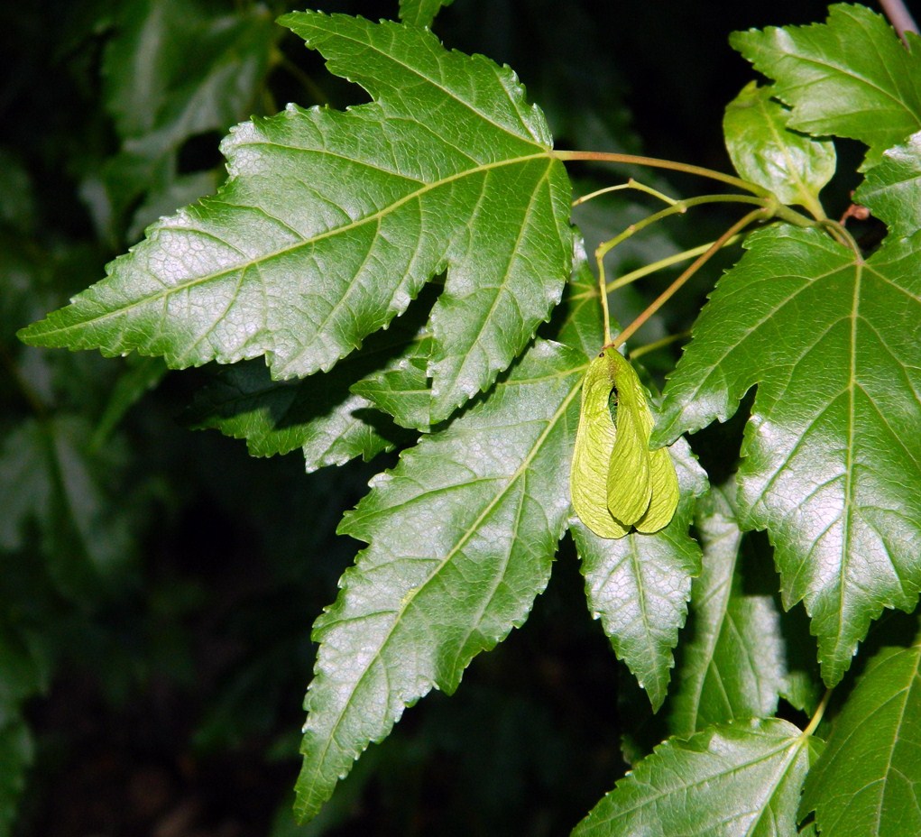 Image of Acer ginnala specimen.