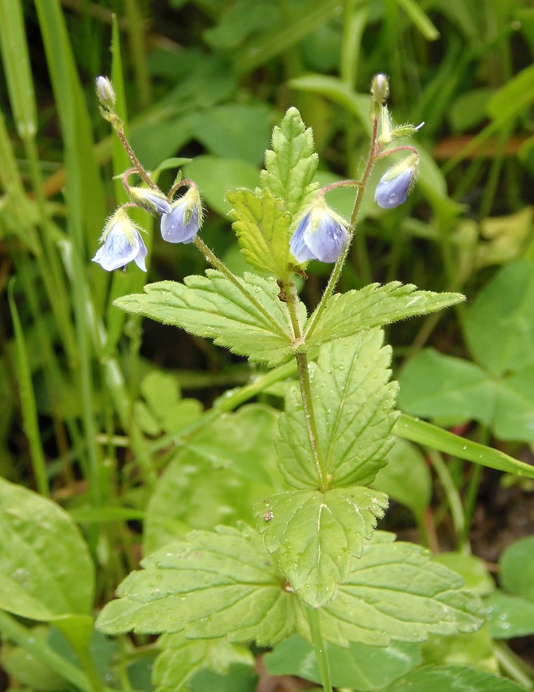 Image of Veronica chamaedrys specimen.