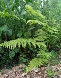 Pteridium aquilinum