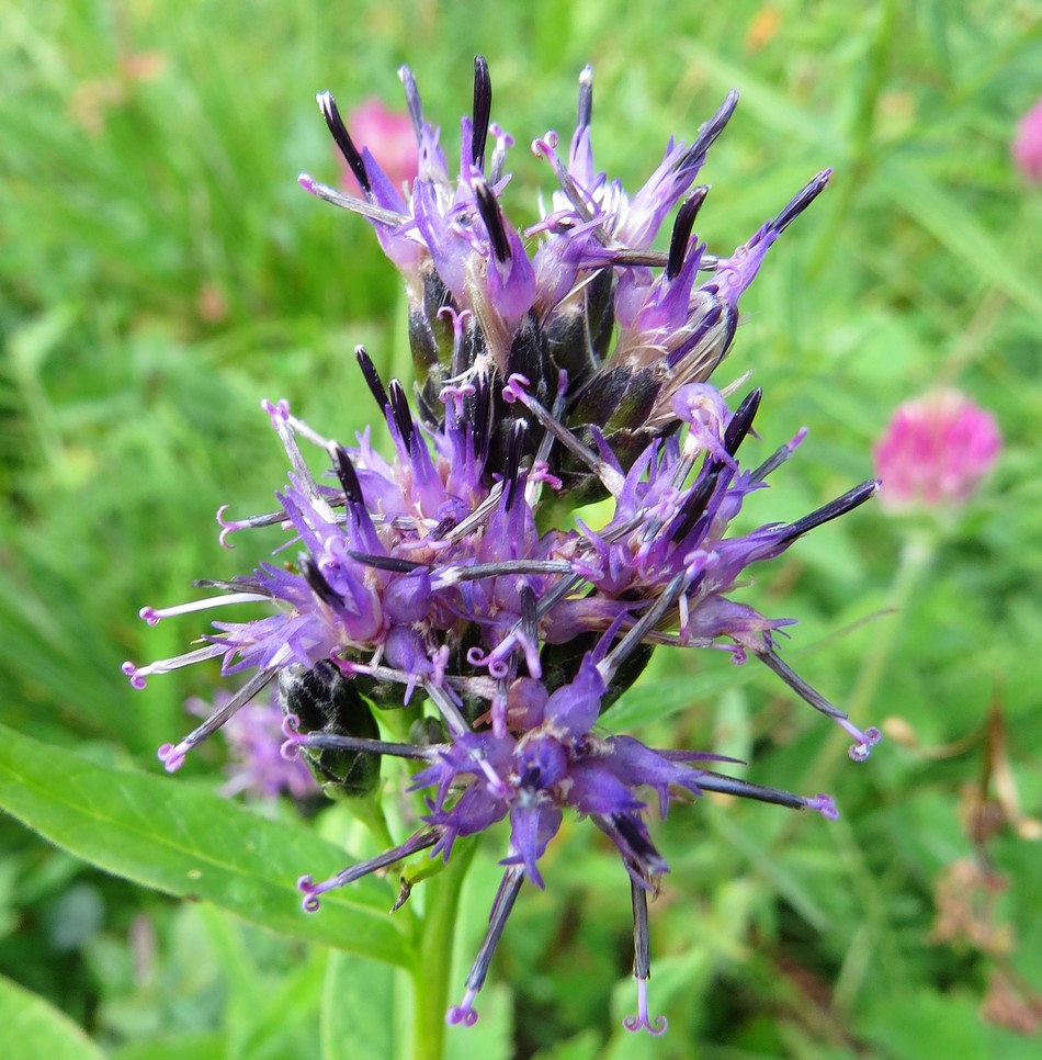 Image of Saussurea parviflora specimen.