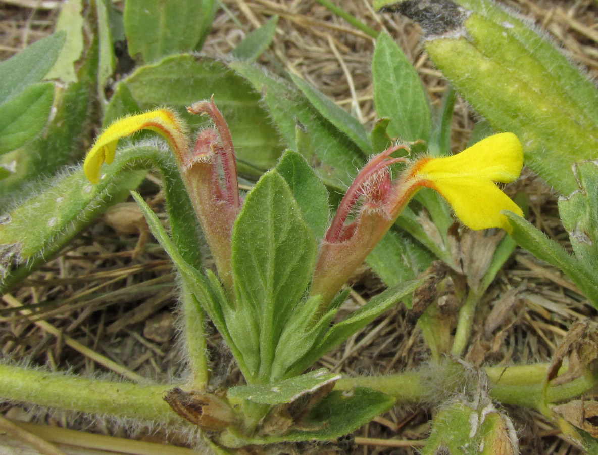 Image of Ajuga salicifolia specimen.