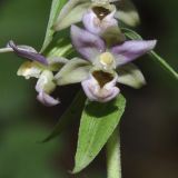 Epipactis подвид degenii