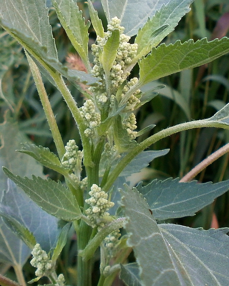 Изображение особи Cyclachaena xanthiifolia.