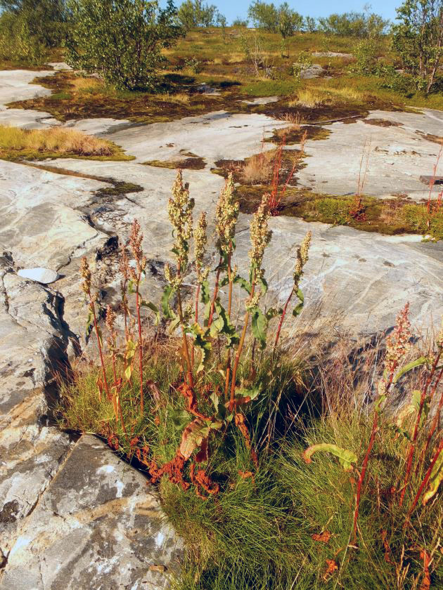 Изображение особи Rumex longifolius.