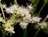 Rodgersia aesculifolia. Часть соцветия. Германия, г. Дюссельдорф, Ботанический сад университета. 03.06.2014.
