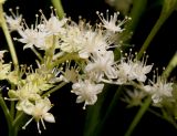 Rodgersia aesculifolia