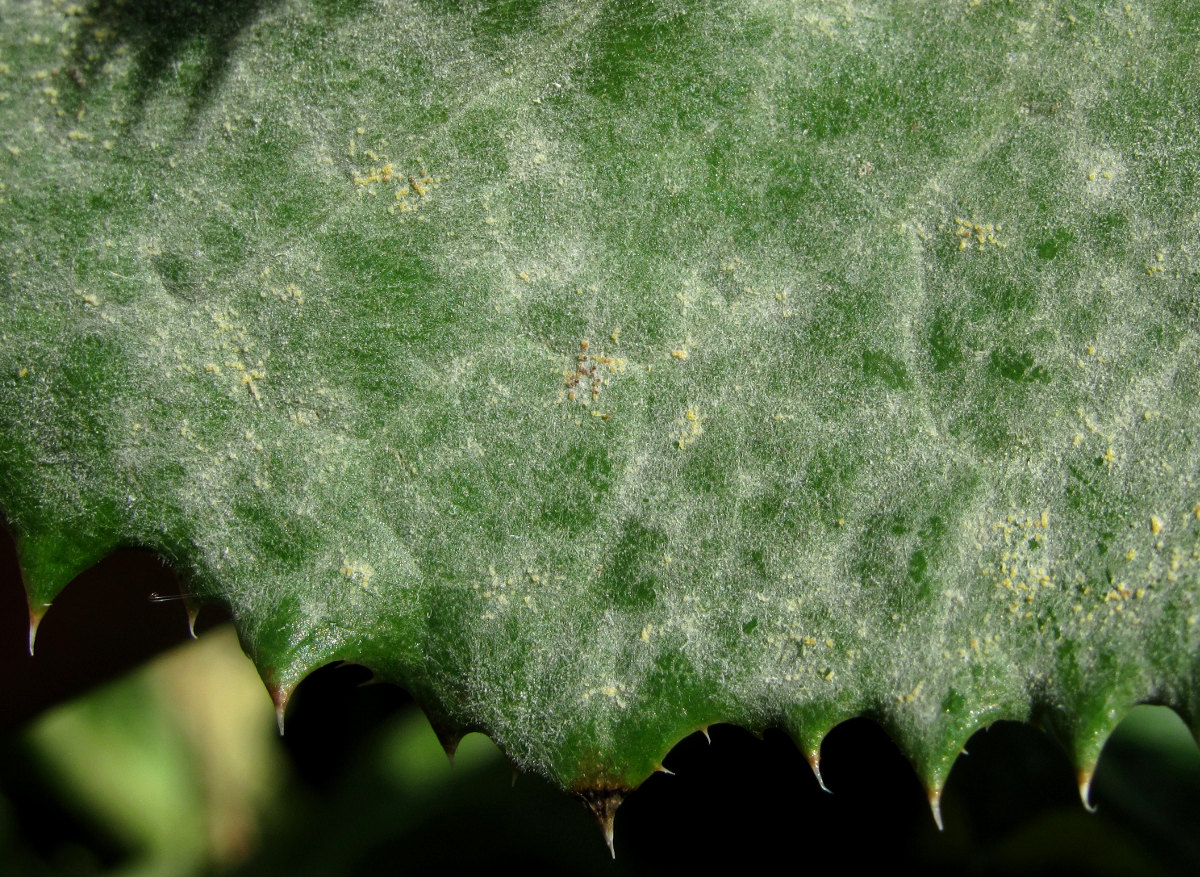 Image of Sonchus arvensis specimen.