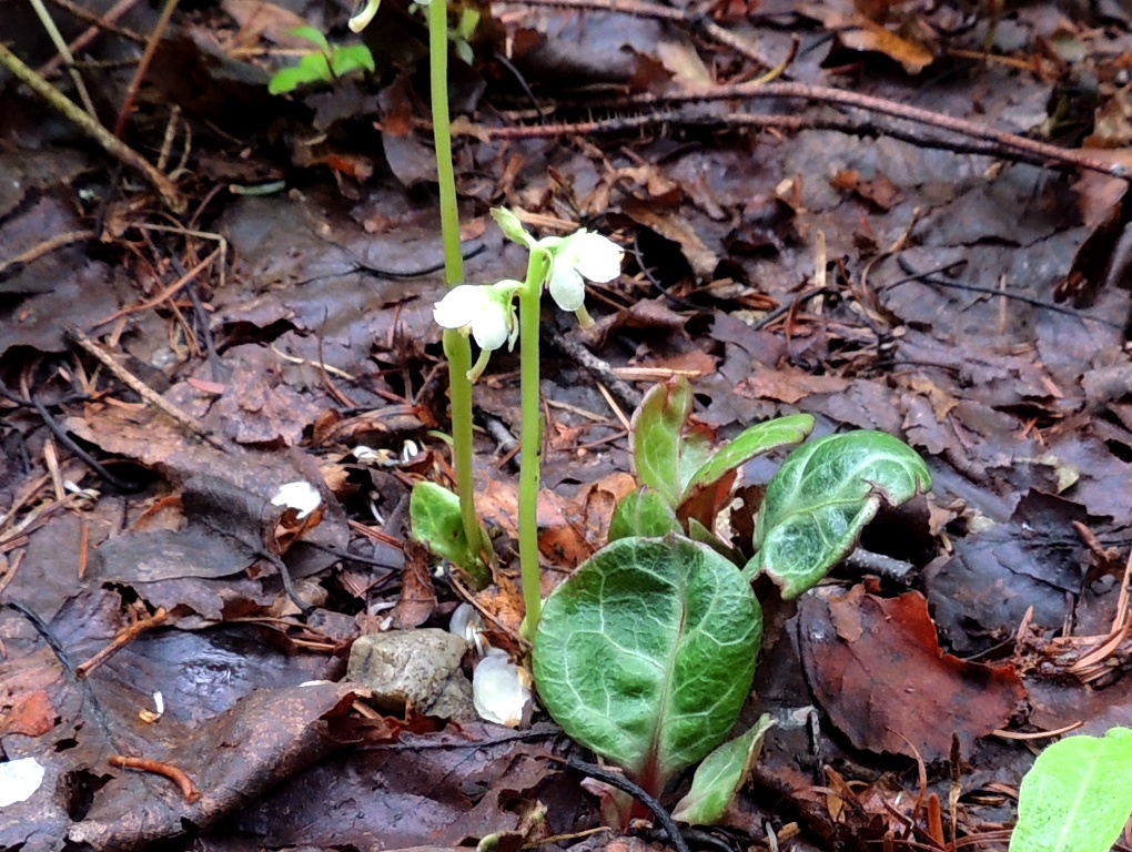 Image of Pyrola japonica specimen.