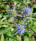 Eryngium caeruleum