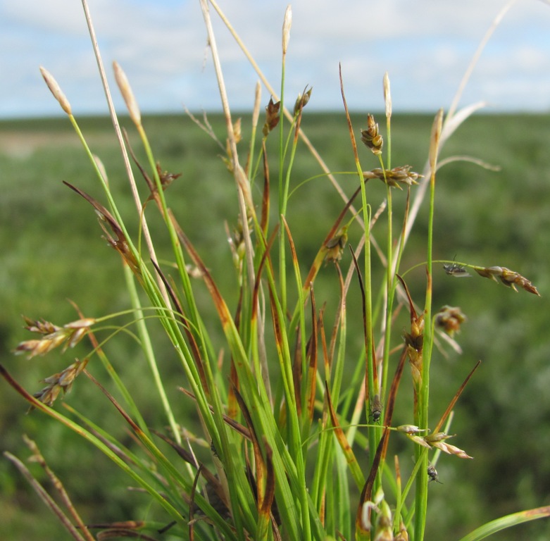 Image of Carex capillaris specimen.