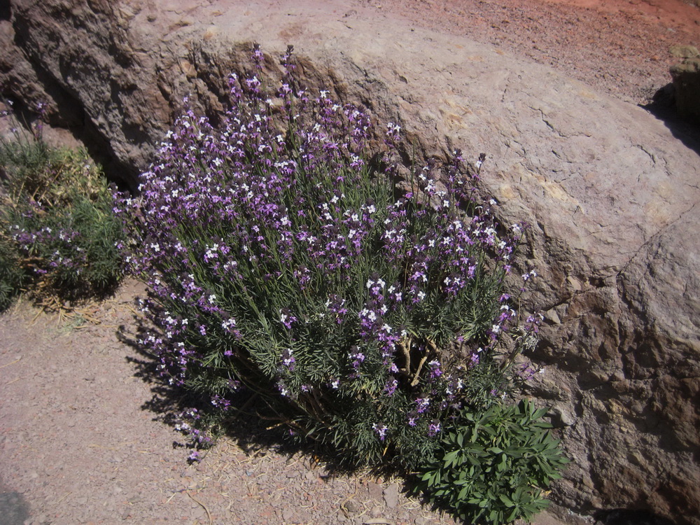 Image of Erysimum scoparium specimen.