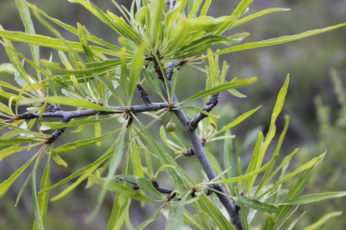 Изображение особи Rhamnus erythroxylon.