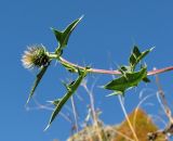 род Cirsium. Верхушка веточки с соцветием. Краснодарский край, окр. Красной Поляны, предгорье, поляна. 12.10.2014.