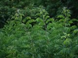 Amorpha fruticosa