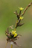 Lactuca serriola