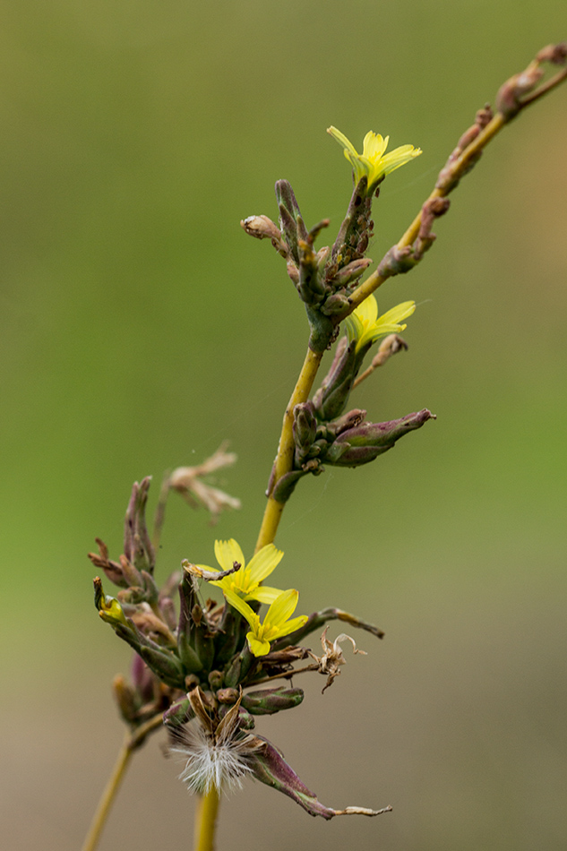 Изображение особи Lactuca serriola.