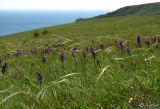 Anacamptis morio subspecies caucasica. Цветущие растения на остепнённом приморском склоне. ЮВ Крым, окр. пос. Коктебель. 30 апреля 2008 г.