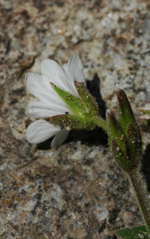 Изображение особи Cerastium pusillum.