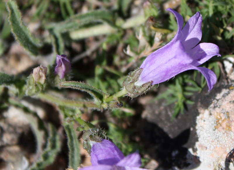 Изображение особи Campanula talievii.