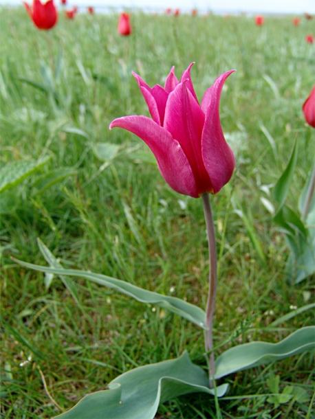 Image of Tulipa suaveolens specimen.