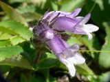 Pennellianthus frutescens