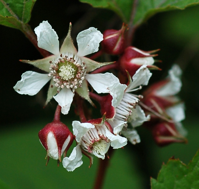 Image of Rubus crataegifolius specimen.