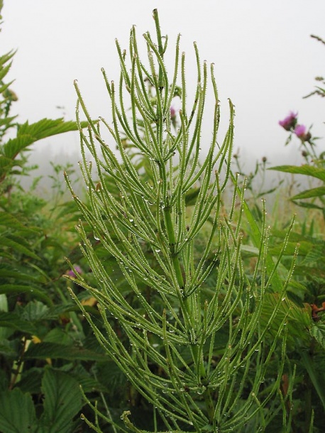 Изображение особи Equisetum arvense.