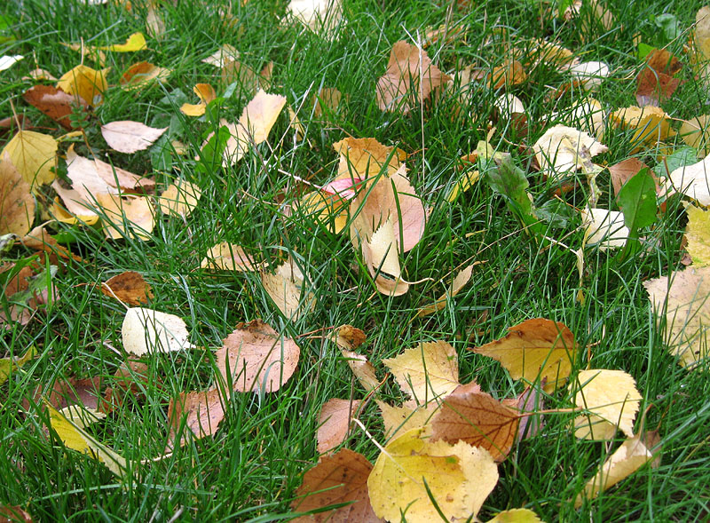 Image of Poa annua specimen.