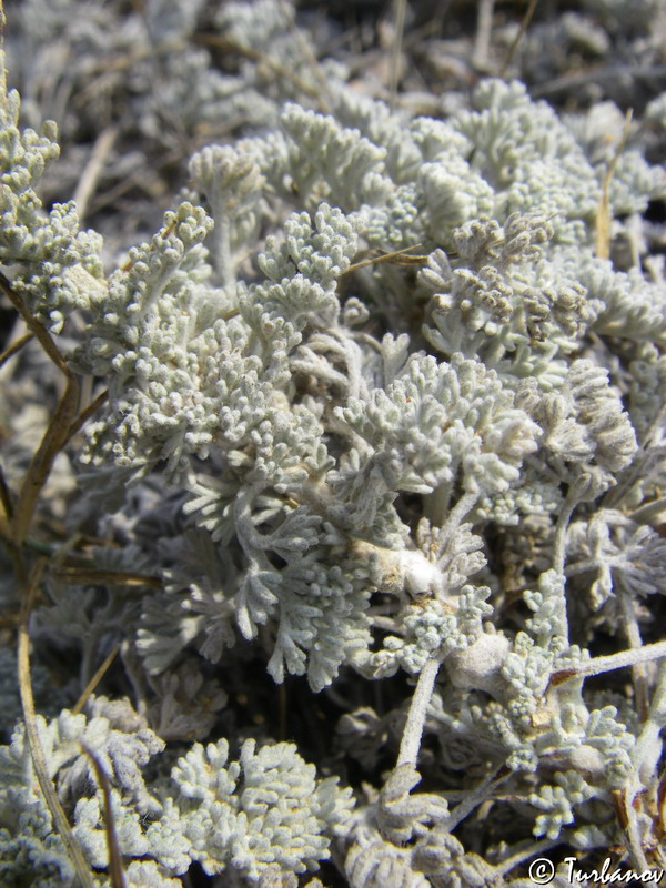 Изображение особи Artemisia lercheana.