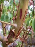 Arbutus andrachne